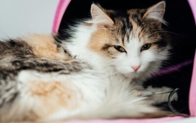 Leżący kot w transporterze.