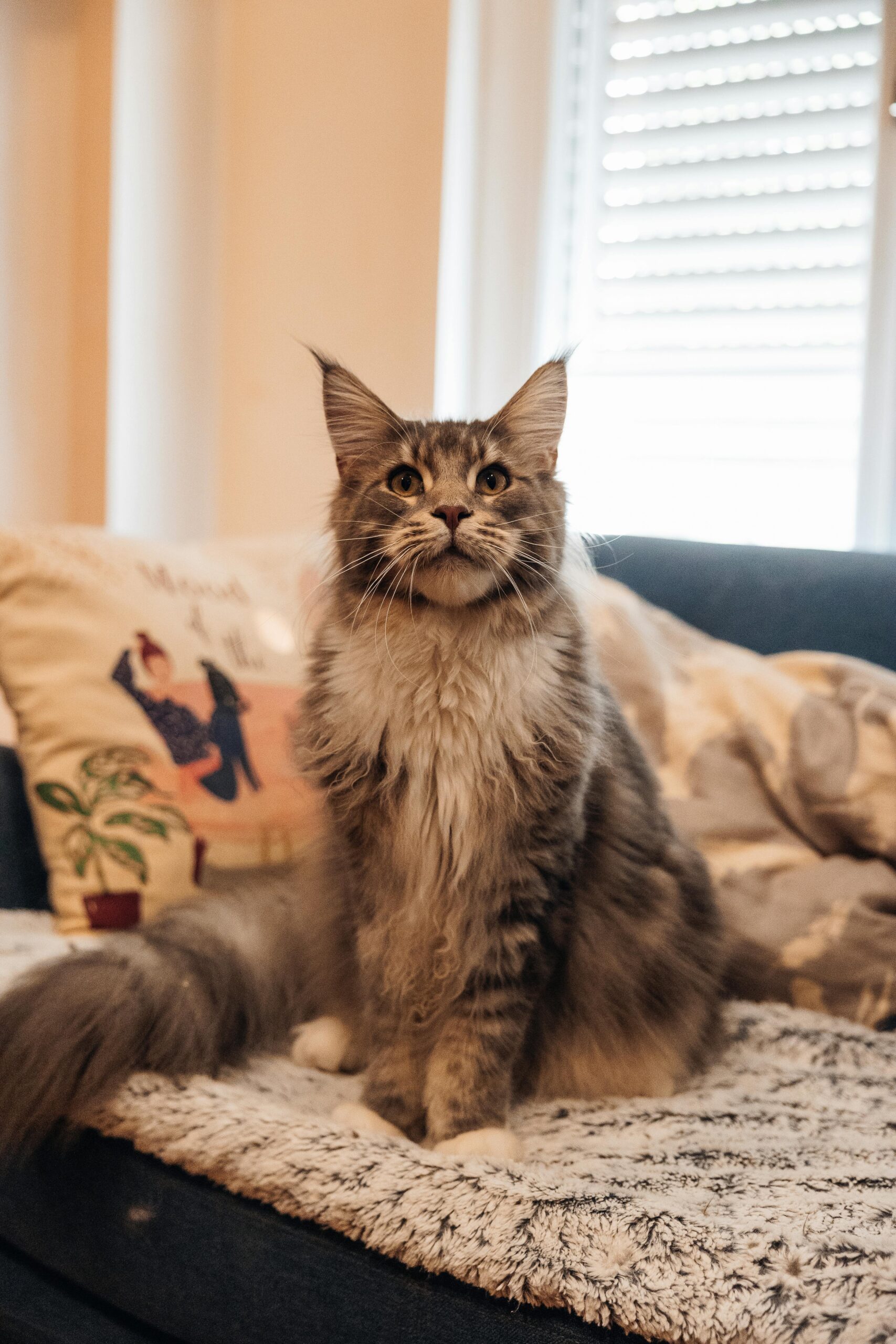 Duży kot rasy Maine Coon siedzi na kanapie