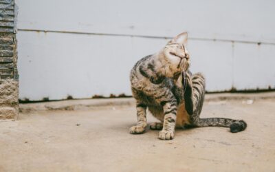 Kot siedzi na ziemi i się drapie