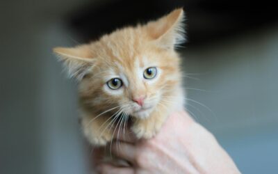 Mały rudy kot trzymany rękoma.