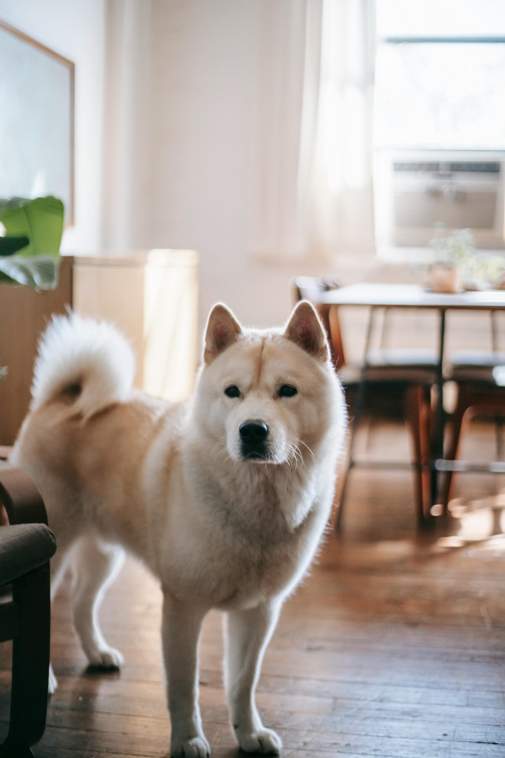 Akita Inu – kompleksowy przewodnik po rasie: cena, charakter, opis rasy