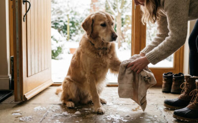 Opiekun delikatnie wyciera łapy średniej wielkości psa po zimowym spacerze; pies stoi przy wejściu do domu, na podłodze widoczne ślady śniegu, ciepłe wnętrze kontrastuje z zimnym otoczeniem na zewnątrz, atmosfera troski i bezpieczeństwa.