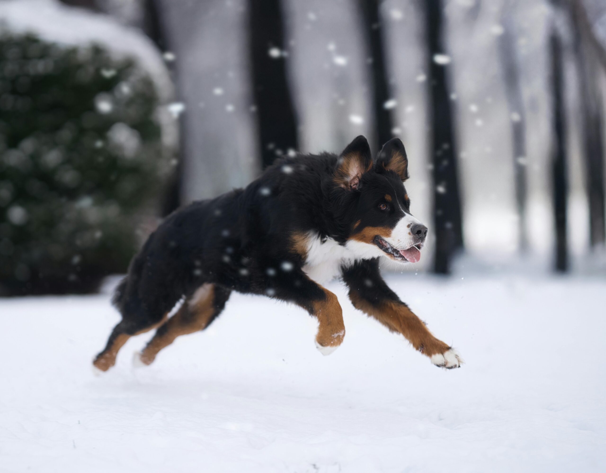 Średniej wielkości pies skacze i biega na śniegu.