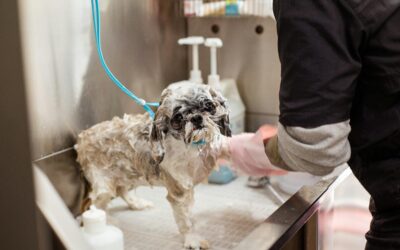Mały pies jest kąpany u groomera w wannie.