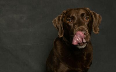 Duży brązowy labrador siedzi i oblizuje się.