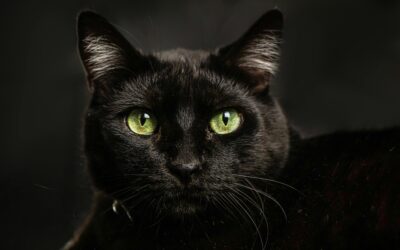 Obraz przedstawia głowę czarnego kota z wyraźnymi oczami.