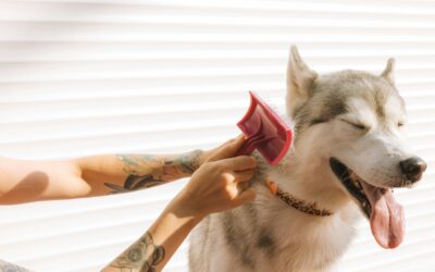 Pies rasy Husky cieszy się ponieważ jest wyczesywany.