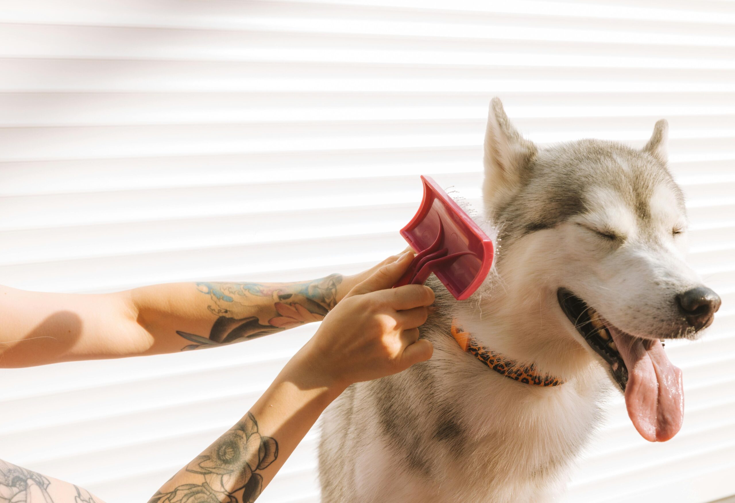 Pielęgnacja sierści psa po zimie – jak poradzić sobie z linieniem i kołtunami