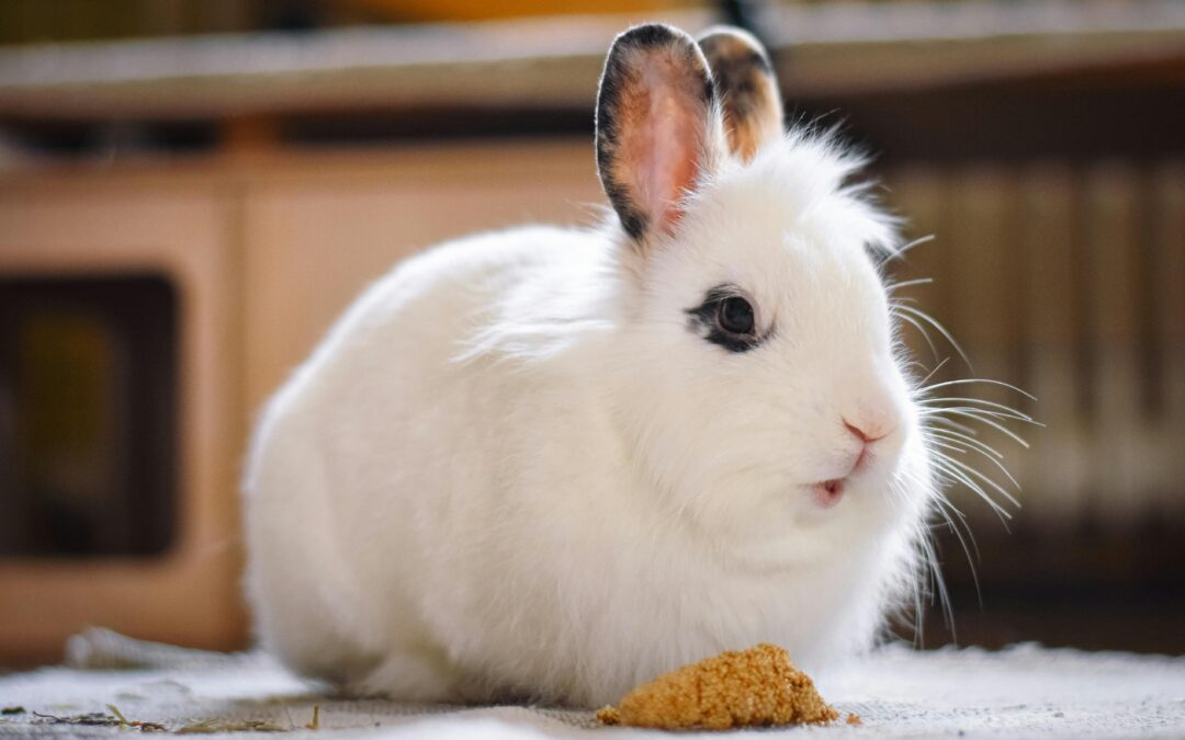 Co może jeść królik, a czego absolutnie nie? Lista produktów bezpiecznych i zakazanych