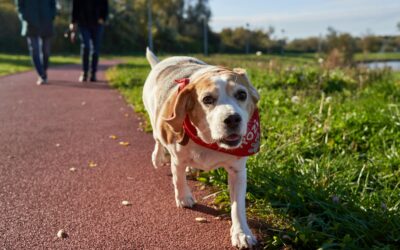 Pies rasy beagle spacerujący po ścieżce w parku, z czerwoną bandaną na szyi, w tle niewyraźne sylwetki ludzi idących alejką i zielona trawa w słoneczny dzień.