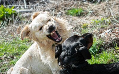 Dwa psy podczas interakcji na zewnątrz – jasny pies z otwartym pyskiem i widocznymi zębami oraz czarny pies stojący naprzeciwko, w trawie i naturalnym otoczeniu.