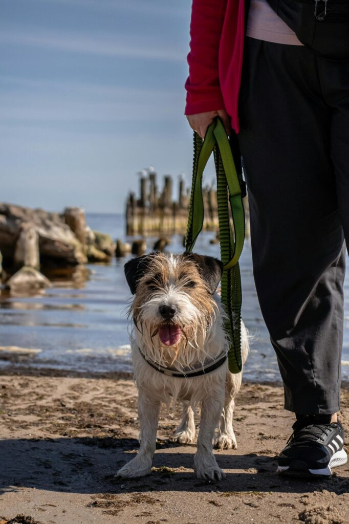 Mały pies na smyczy stojący na plaży przy brzegu wody, prowadzony przez opiekuna, w tle drewniane pomosty i spokojna tafla morza.
