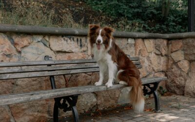 Pies rasy border collie siedzący na ławce w parku, z językiem na wierzchu, na tle kamiennego murku i zieleni w słoneczny dzień.