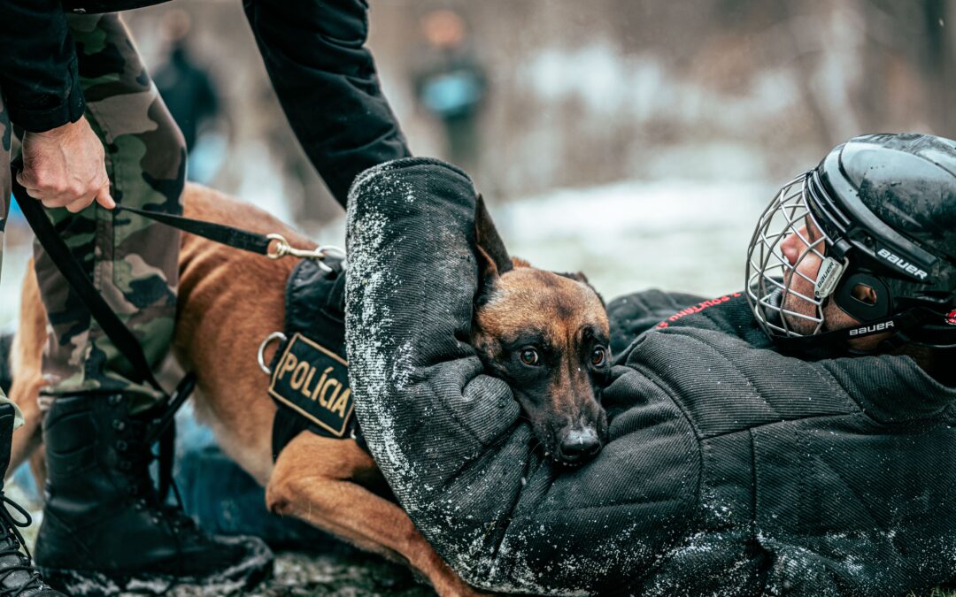 Co oznacza K9? Historia, znaczenie i rola psów służbowych