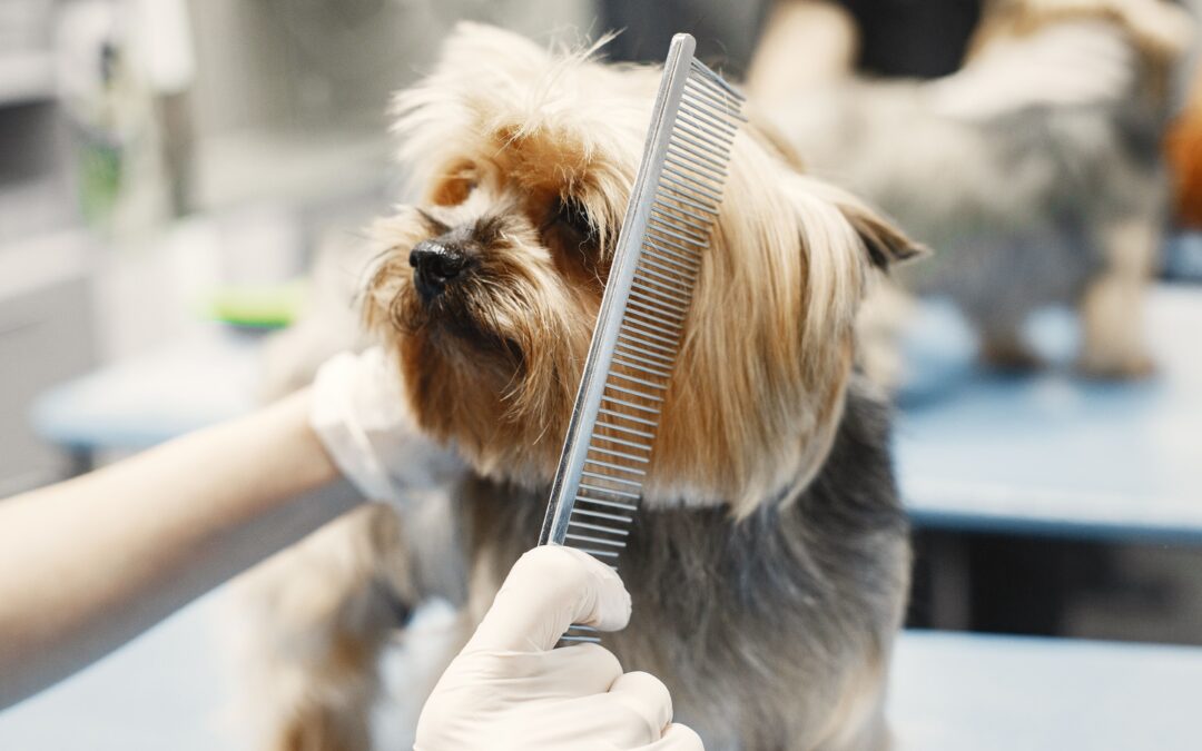 Grooming wchodzi w erę pet wellness. Jak pielęgnacja zwierząt staje się jednym z filarów nowoczesnego rynku pet care? [B2B – trendy]