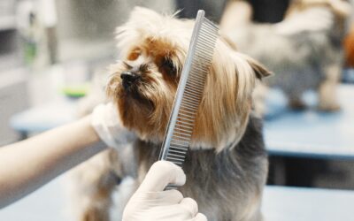 Yorkshire terrier podczas profesjonalnej pielęgnacji w salonie groomerskim. Groomer w jednorazowych rękawiczkach delikatnie rozczesuje długą sierść psa metalowym grzebieniem, przygotowując ją do strzyżenia. W tle widoczne jest nowoczesne stanowisko groomerskie.