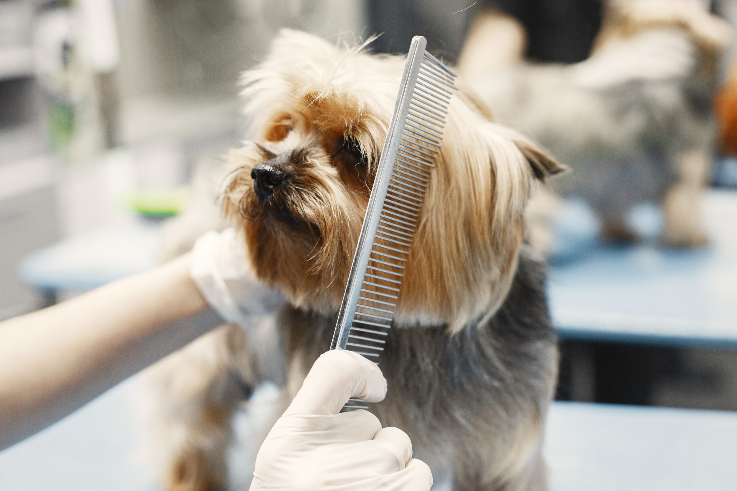 Grooming wchodzi w erę pet wellness. Jak pielęgnacja zwierząt staje się jednym z filarów nowoczesnego rynku pet care? [B2B – trendy]