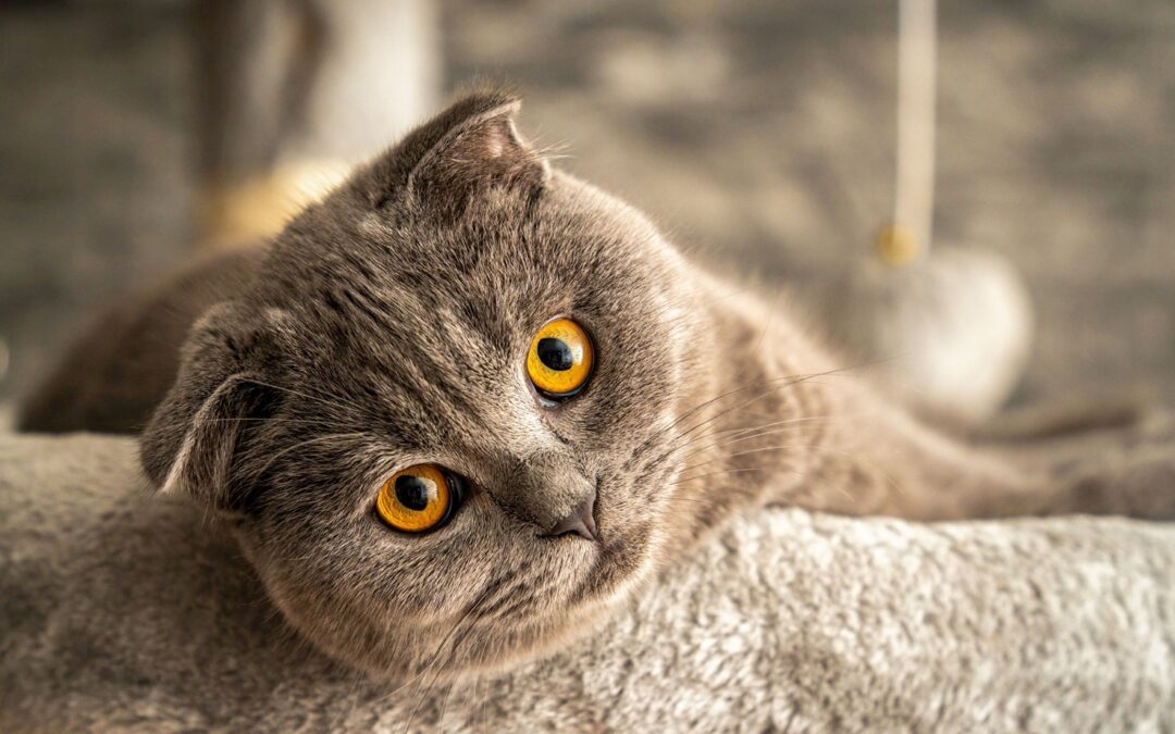 Scottish Fold (szkocki zwisłouchy) – charakter, cena, zdrowie i wszystko, co warto wiedzieć o tej rasie