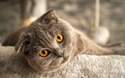 Szary kot Scottish Fold (szkocki zwisłouchy) z charakterystycznie złożonymi uszami i bursztynowymi oczami leżący na legowisku.