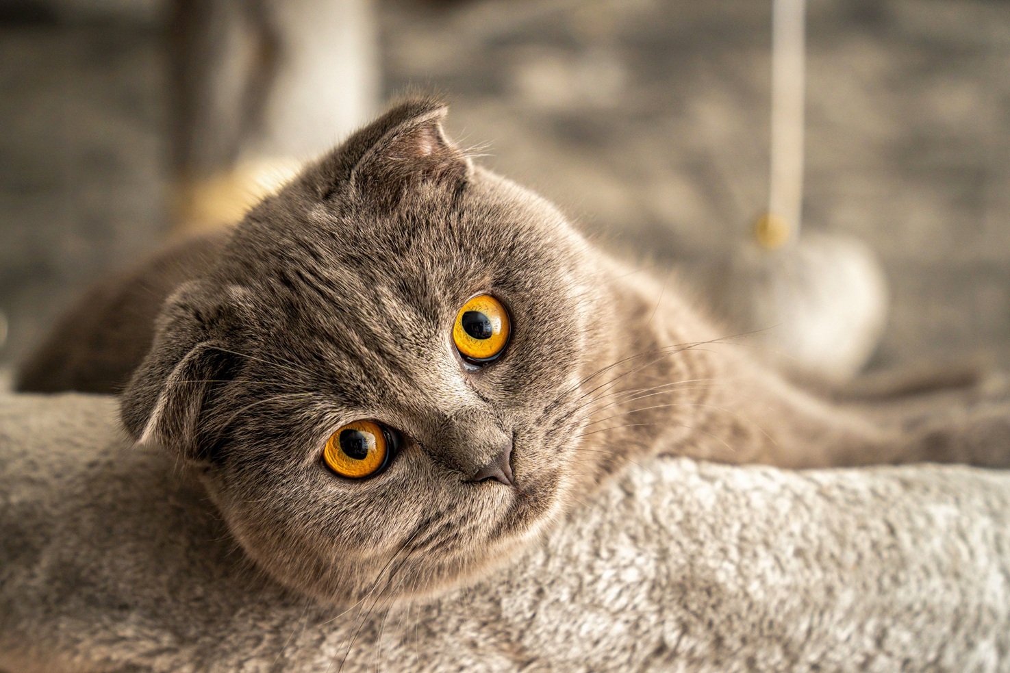Scottish Fold (szkocki zwisłouchy) – charakter, cena, zdrowie i wszystko, co warto wiedzieć o tej rasie