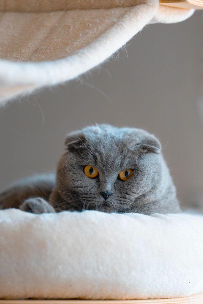 Szary kot Scottish Fold (szkocki zwisłouchy) z bursztynowymi oczami odpoczywający na miękkim legowisku drapaka.