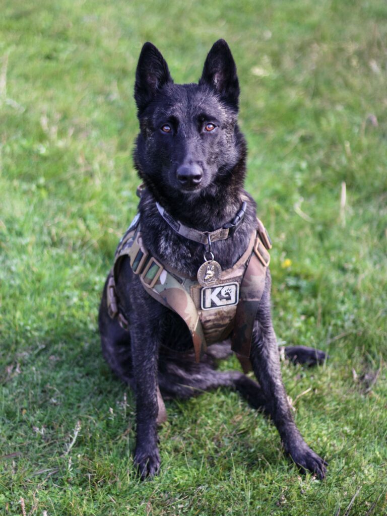 Pies służbowy K9 rasy owczarek holenderski siedzi na trawie w taktycznych szelkach z oznaczeniem K9. Zdjęcie przedstawia psa pracującego wykorzystywanego przez służby mundurowe do zadań patrolowych, tropienia i działań specjalnych.