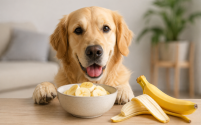 Golden retriever patrzący na miskę z pokrojonym bananem, z całym bananem i obraną skórką na stole.