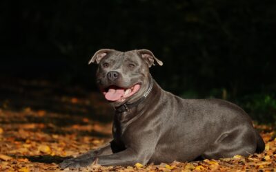 Pies rasy amstaff leżący na jesiennych liściach w lesie.