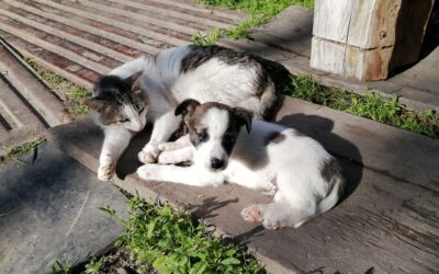 Kot i szczeniak odpoczywające razem na drewnianej desce w ogrodzie.