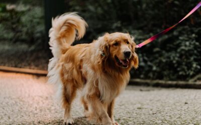 Złoty golden retriever na smyczy spacerujący po brukowanej ścieżce w parku.
