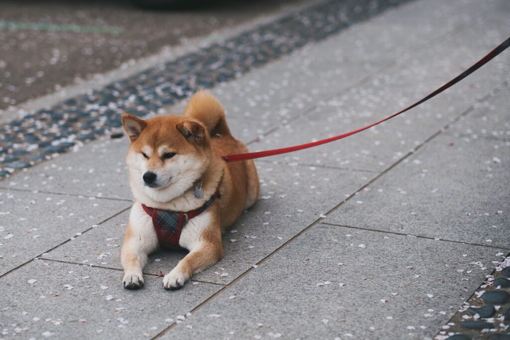 Pies rasy shiba inu leży na kamiennym chodniku przy wodzie, na czerwonej smyczy i w szelkach w kratę. Wokół znajdują się rozsypane płatki kwiatów.