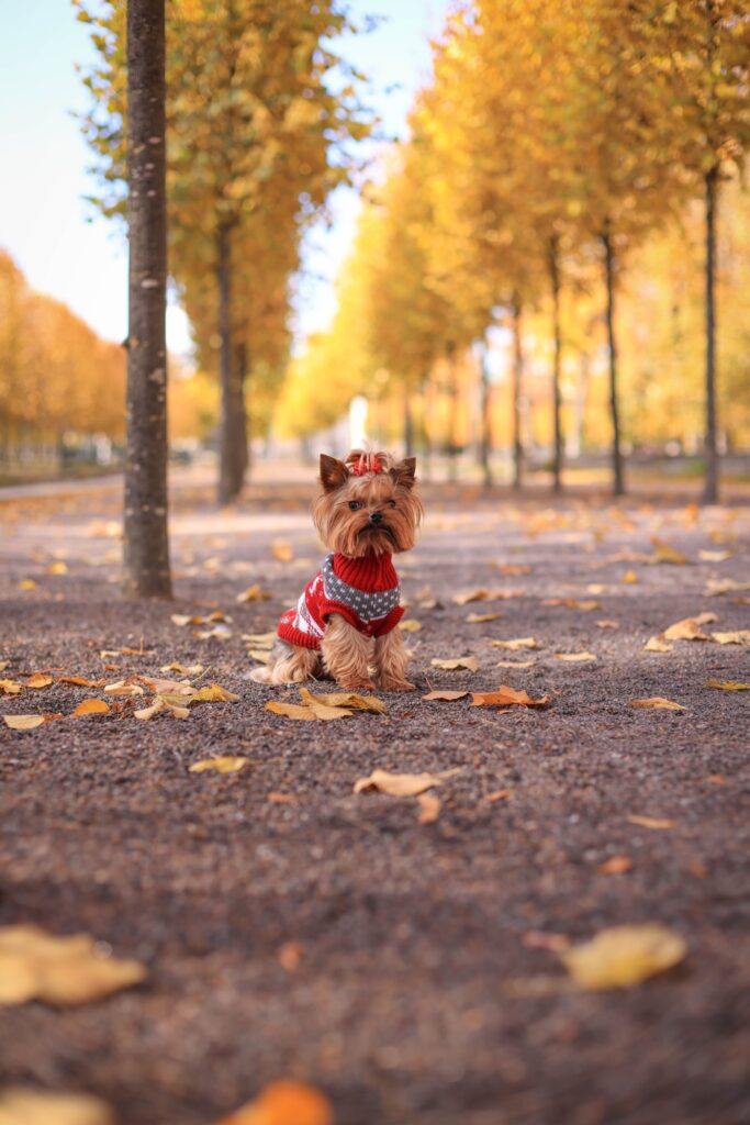 Mały yorkshire terrier w czerwonym sweterku siedzący na ścieżce w parku pełnym jesiennych, złotych liści.